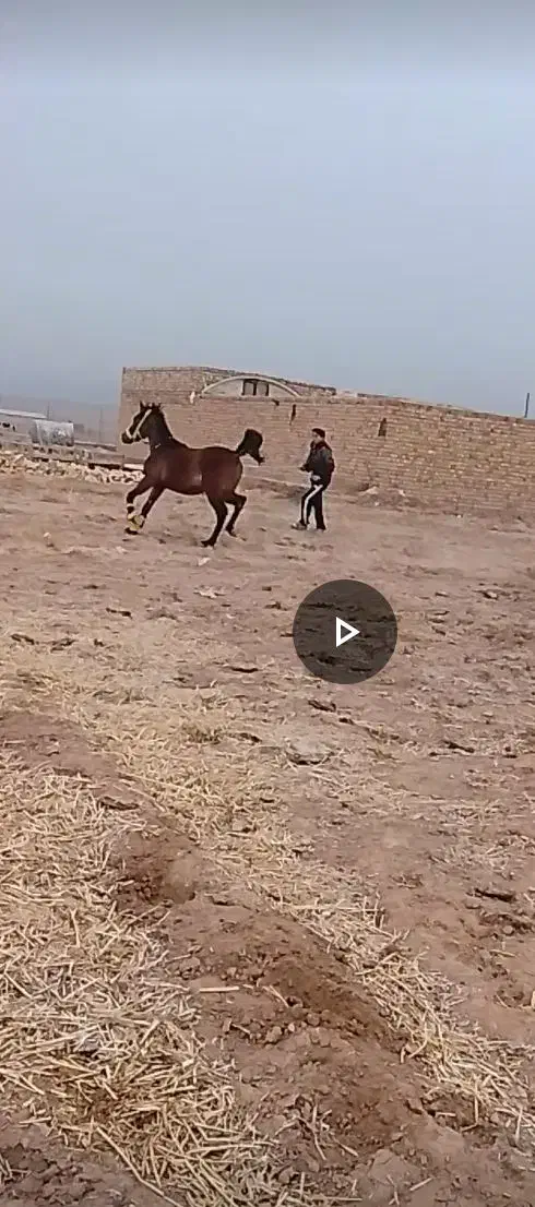 کره اسب|اسب و تجهیزات اسب‌سواری|دهدشت, |دیوار