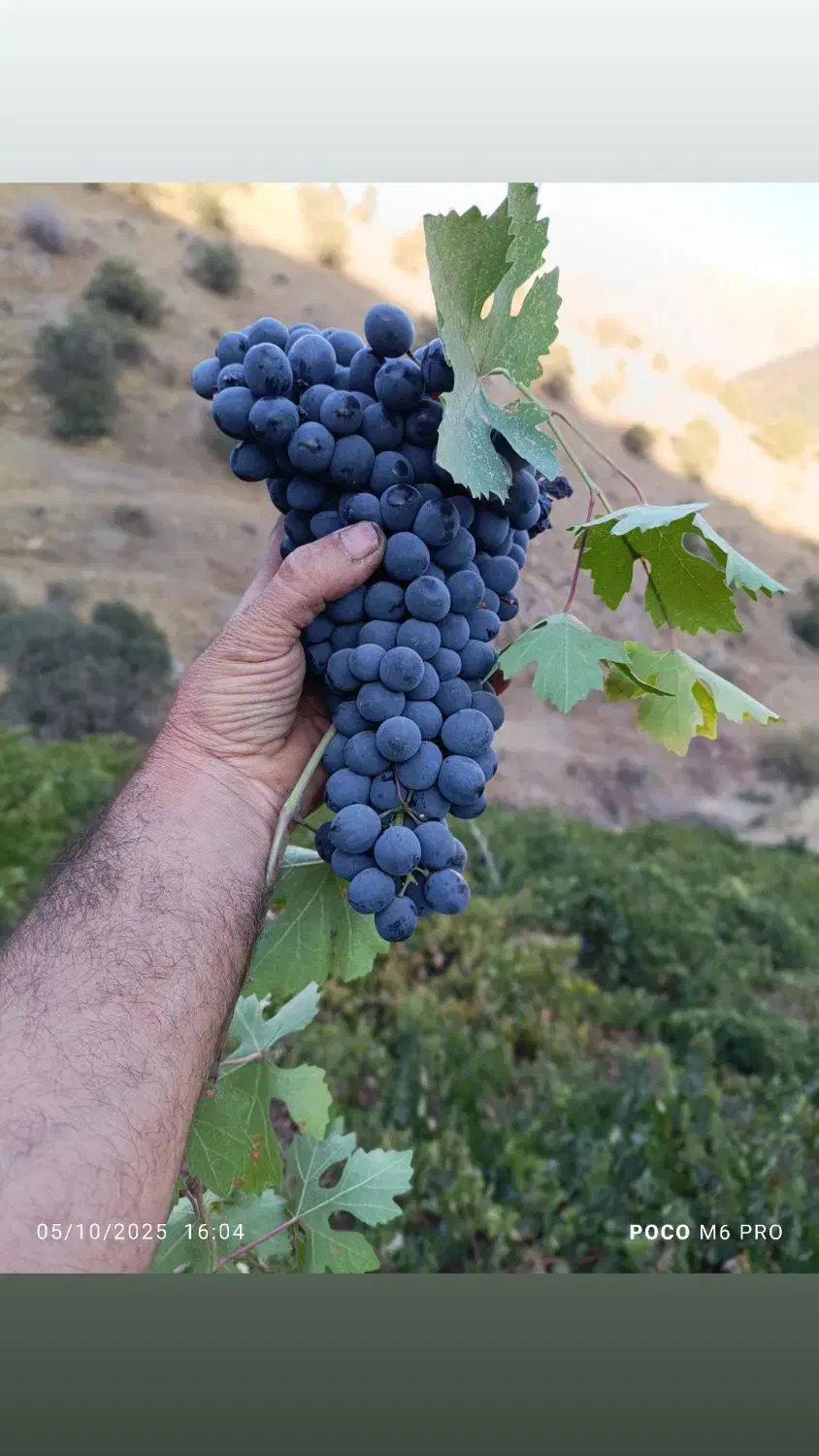 فروشی|حراج|رشت, آب و برق|دیوار