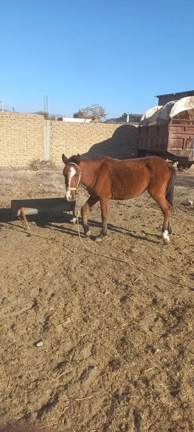 اسب مادیون|اسب و تجهیزات اسب‌سواری|فراغی, |دیوار