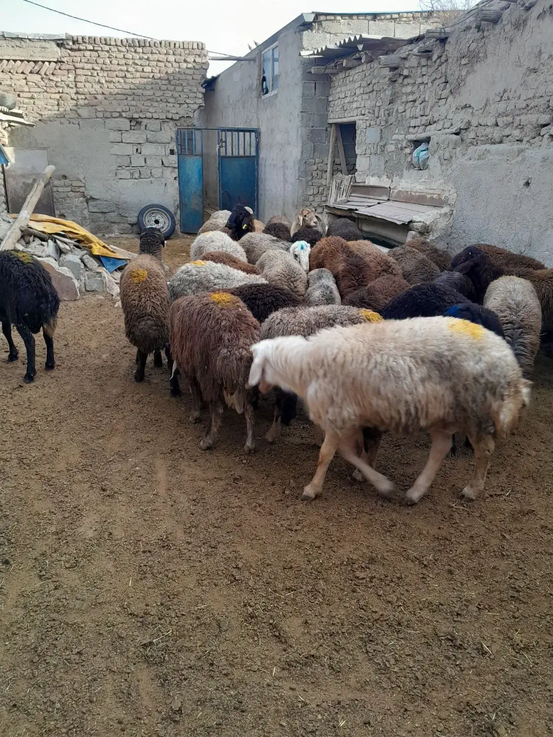 بره نر ماده برای قربانی|حیوانات مزرعه|صفادشت, |دیوار