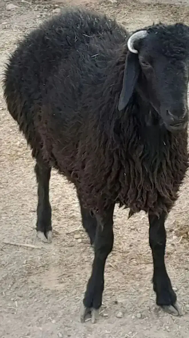 گوسفندزنده بره میش بز|حیوانات مزرعه|پاکدشت, پاکدشت (مامازند)|دیوار