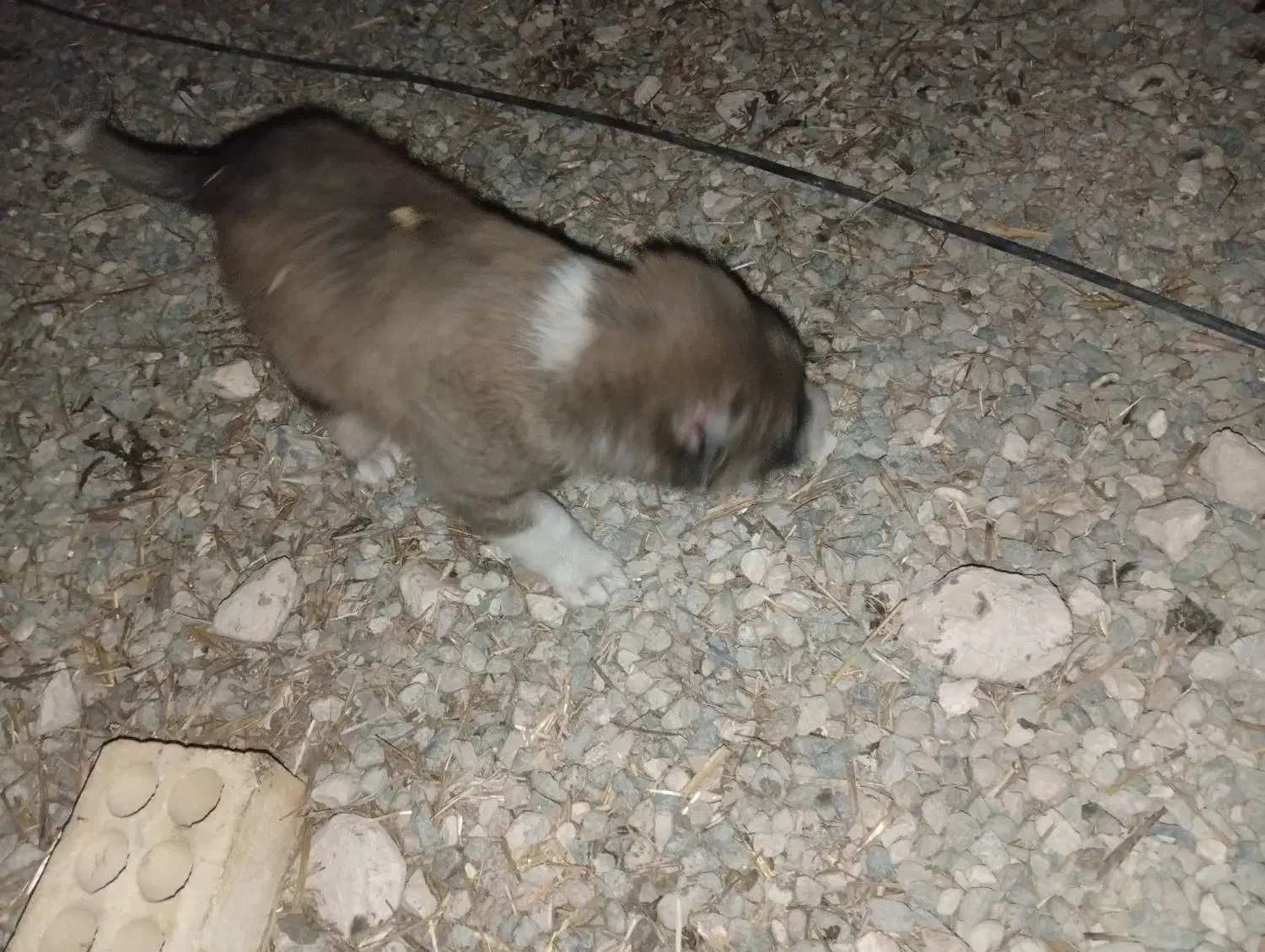 2تا کوچلوخوشگل باهوش|سگ|قره قوین, |دیوار