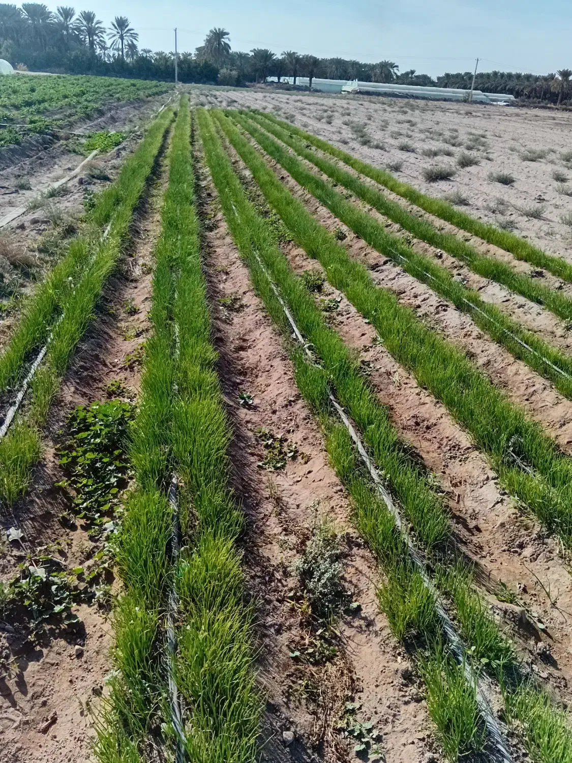 3کیلو نهال پیاز مینروا دستگیری از قوطی|گل و گیاه طبیعی|عنبرآباد, |دیوار