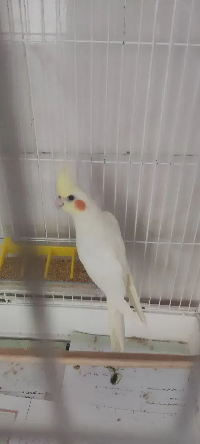 عروس هلندی|پرنده|فاضل آباد, |دیوار