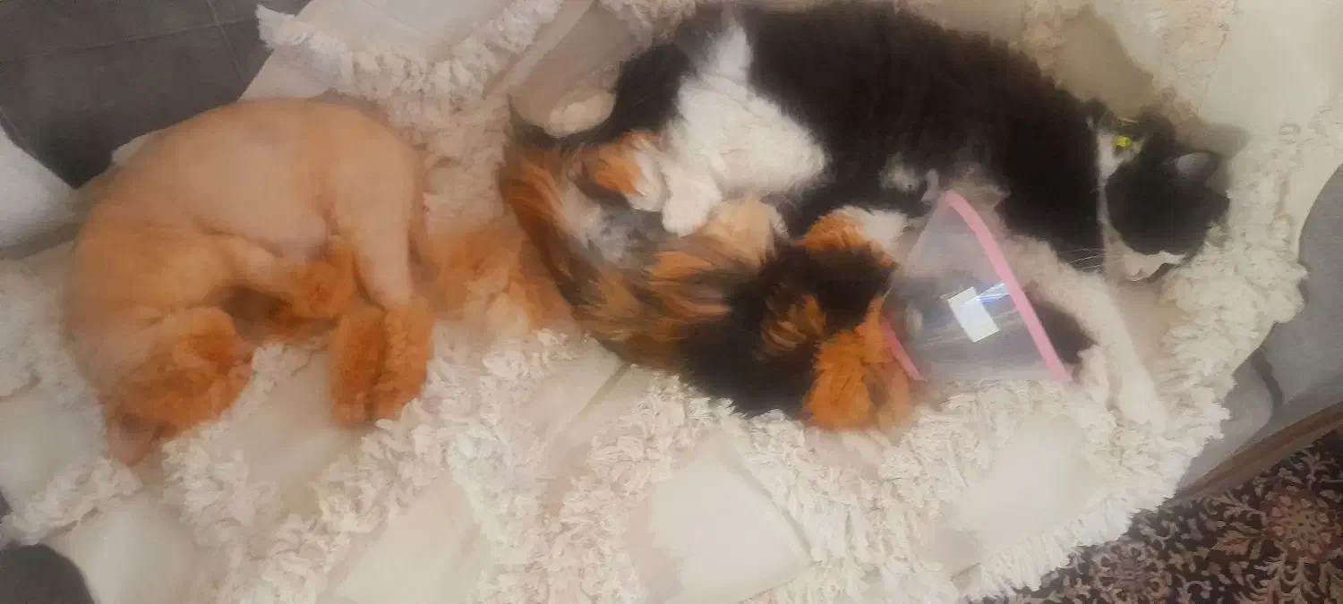 حیوانات|گربه|بیرجند, |دیوار