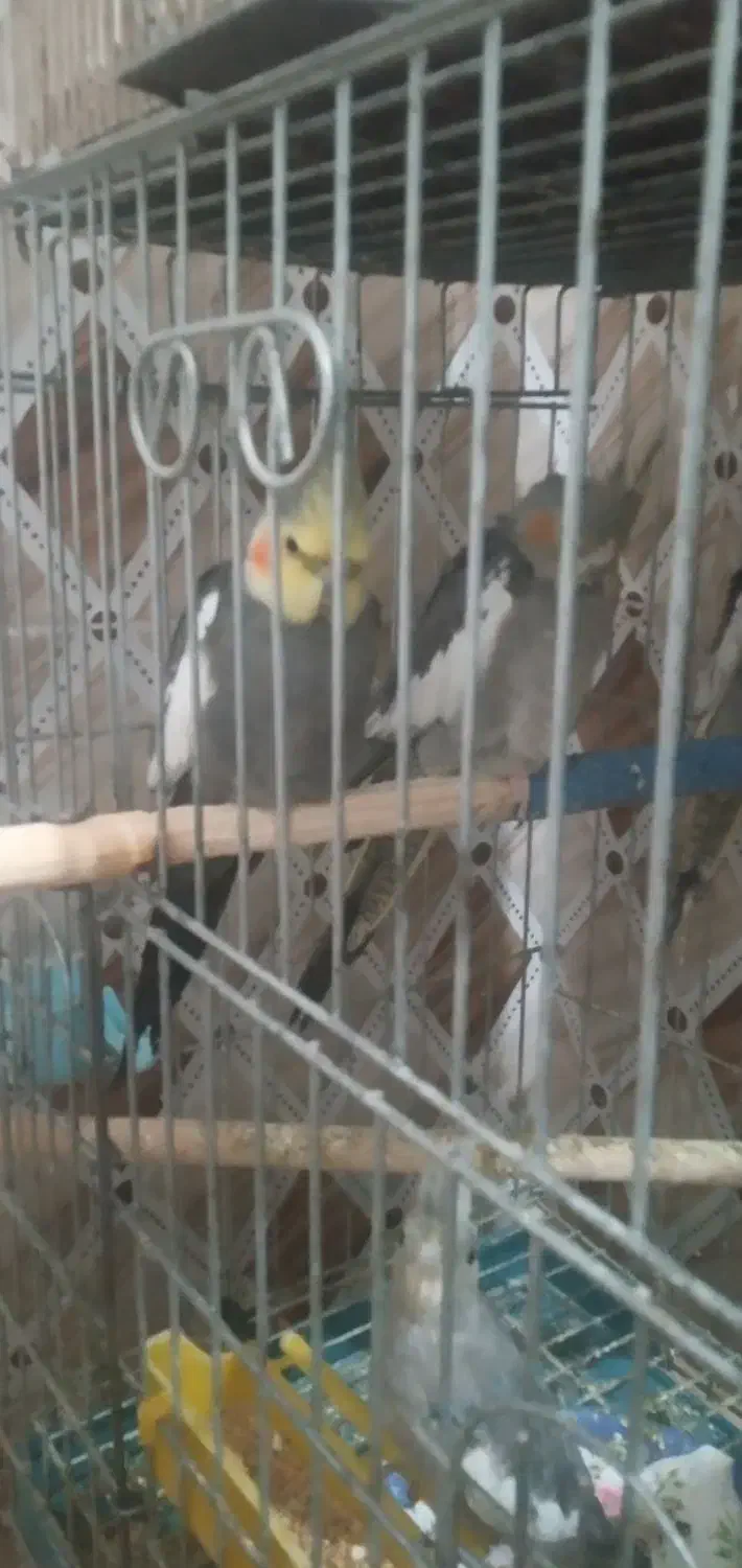 عروس هلندی|پرنده|سوسنگرد, |دیوار