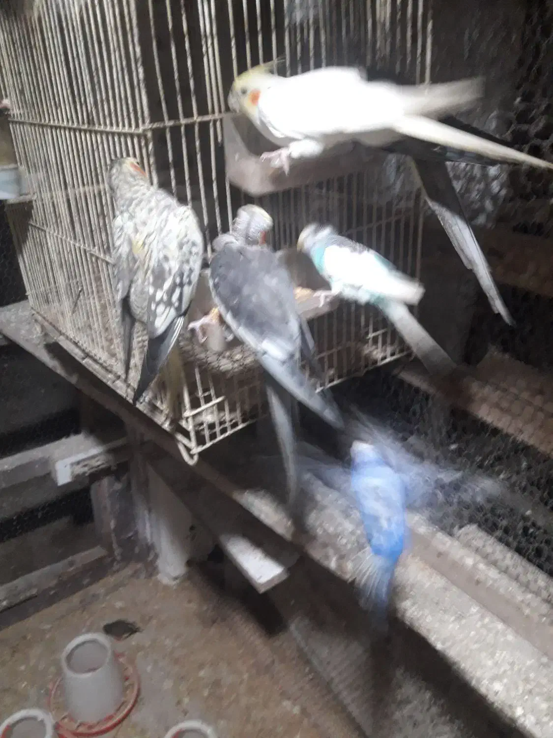 مرغ عشق عروس فنج|پرنده|خشکبیجار, |دیوار