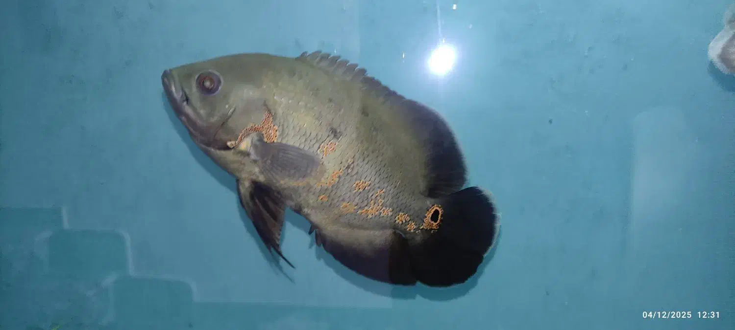 ماهی اسکار سلطنتی|ماهی|تبریز, |دیوار