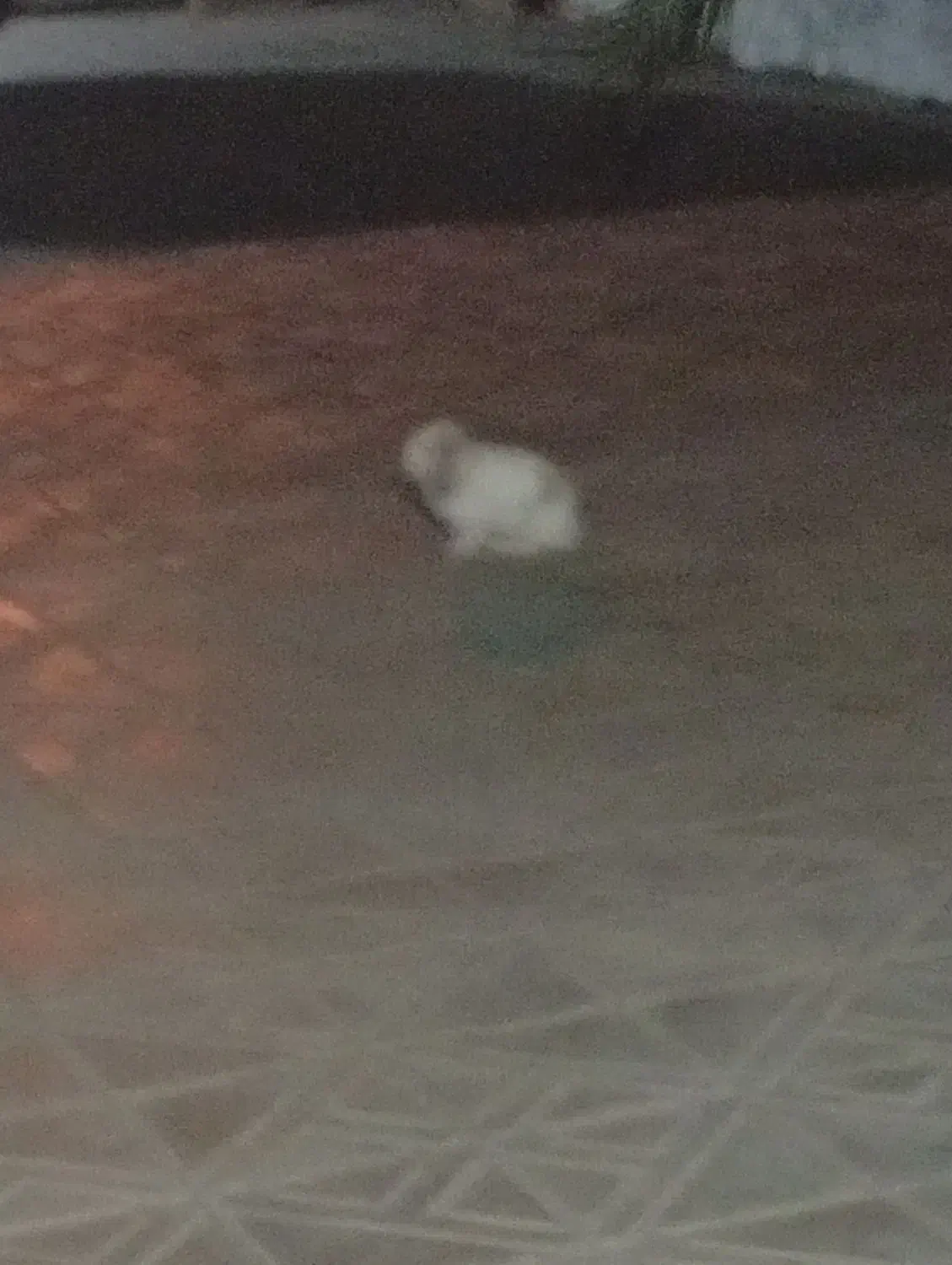 حیوان  خرگوش|موش و خرگوش|بم, |دیوار