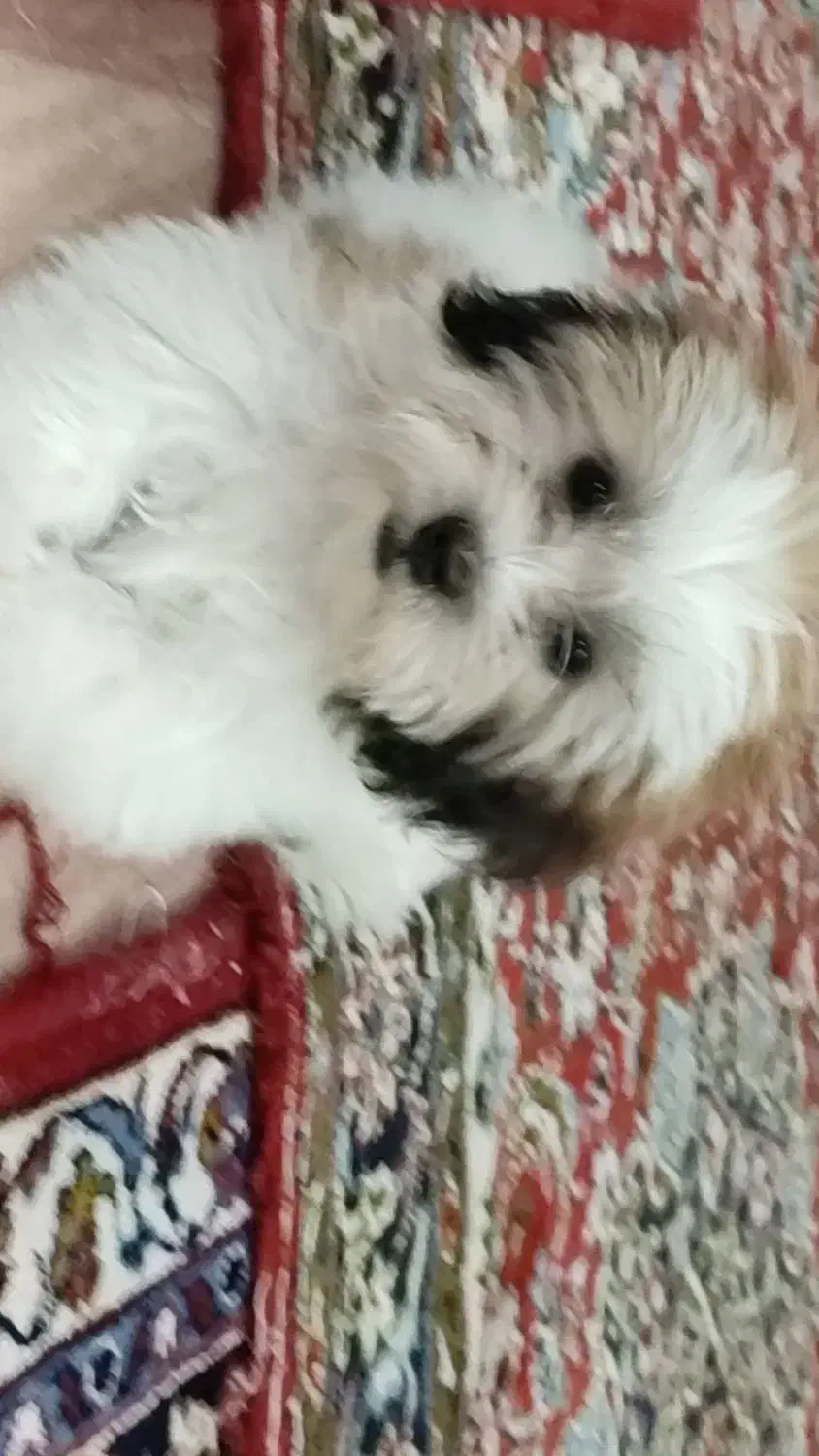 دوتا سگ پاپی بامزه و شیطون|سگ|کاشان, کارگر|دیوار