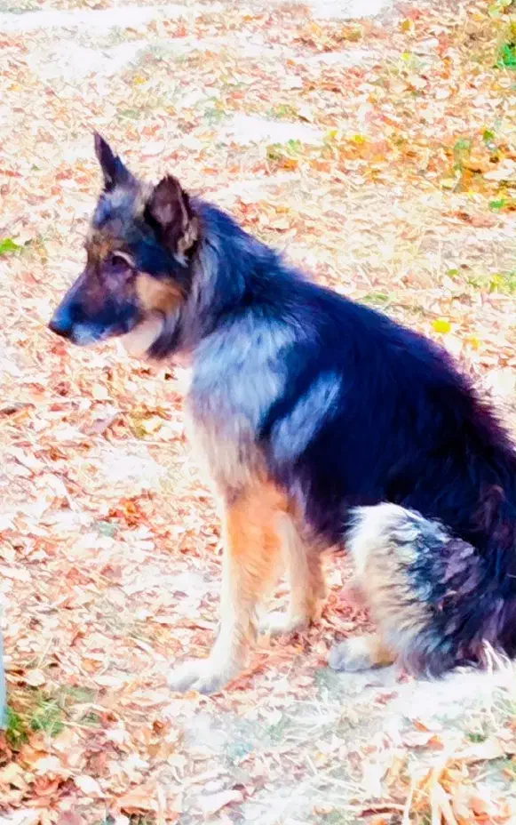 سگ ژرمن|سگ|اردبیل, |دیوار