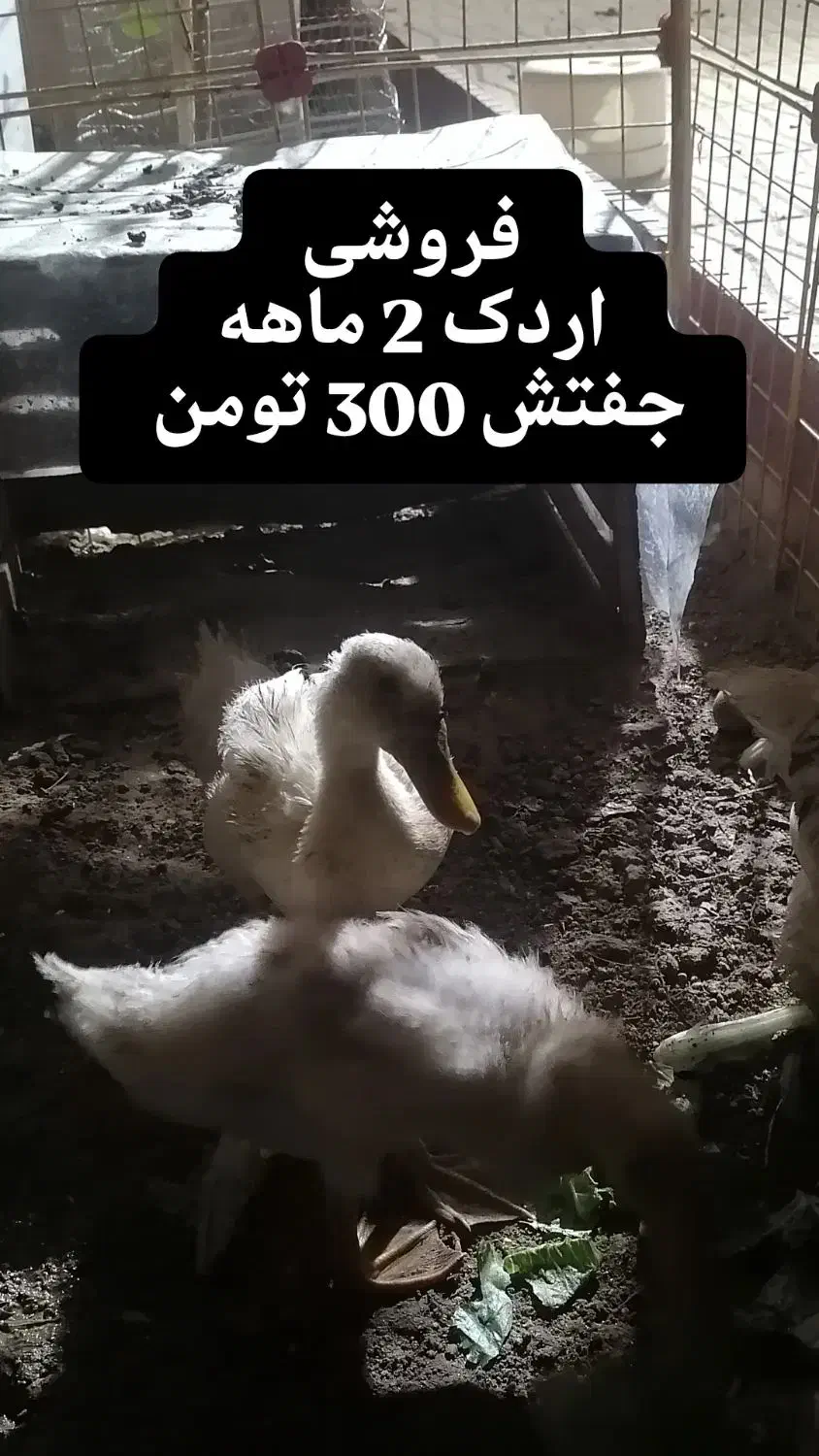 یک جفت اردک و مرغ و خروس سلطان|حیوانات مزرعه|طبس, |دیوار