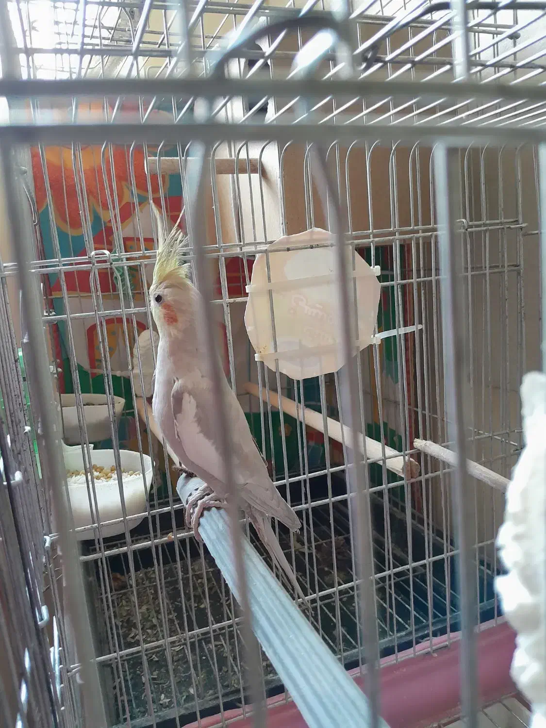 عروس هلندی نر جوجه ۶ماهه بشرط سلامت|پرنده|تهران, سلسبیل شمالی|دیوار