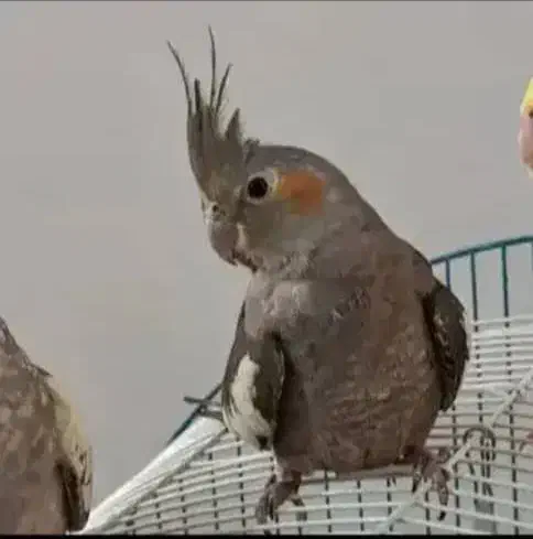 عروس‌هلندی‌نرماده‌۲تا‌جوجه‌به‌فروش‌ به‌شرطسالم|پرنده|بندرعباس, |دیوار