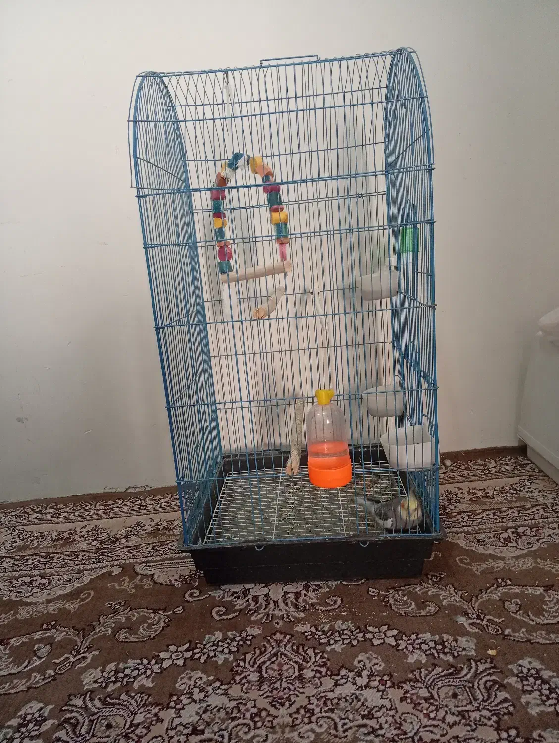 عروس هلندی همراه با قفس بزرگ|پرنده|گلستان (تهران), |دیوار