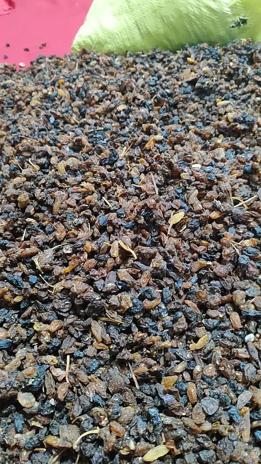 کشمش آفتابی|عمده‌فروشی|یزد, |دیوار