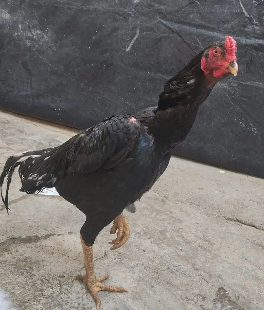 خروس و مرغ لاری|حیوانات مزرعه|سقز, |دیوار