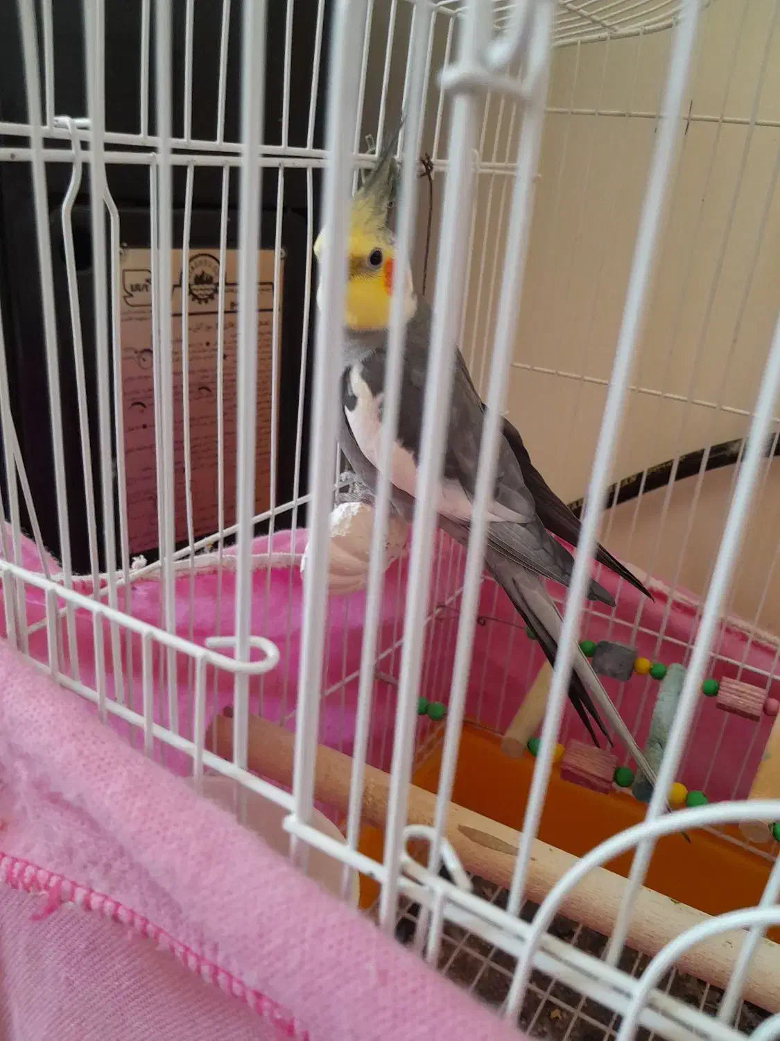 پرنده|پرنده|الوند, |دیوار