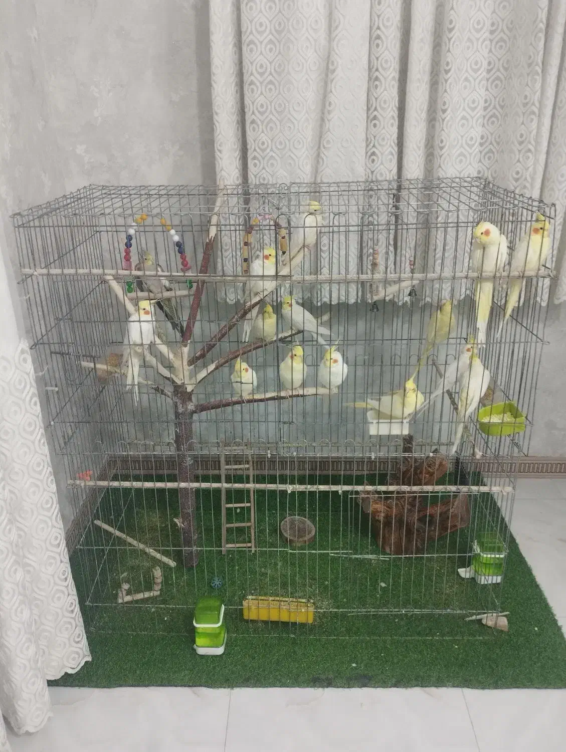 عروس هلندی|پرنده|قرچک, زیبا شهر|دیوار