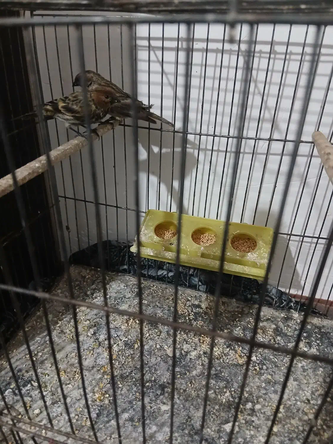 سهره گلبسر|پرنده|قزوین, |دیوار