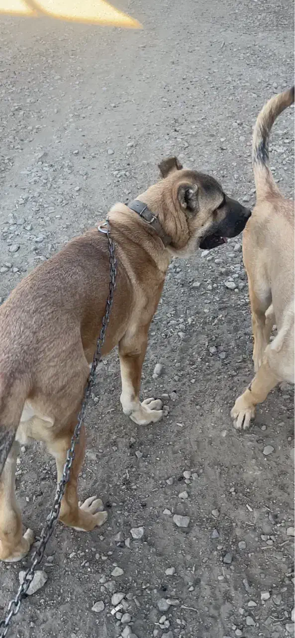 سگ سرابی گمشده یابنده مژدگانی ۲۰ میلیونی|حیوانات|مراغه, |دیوار