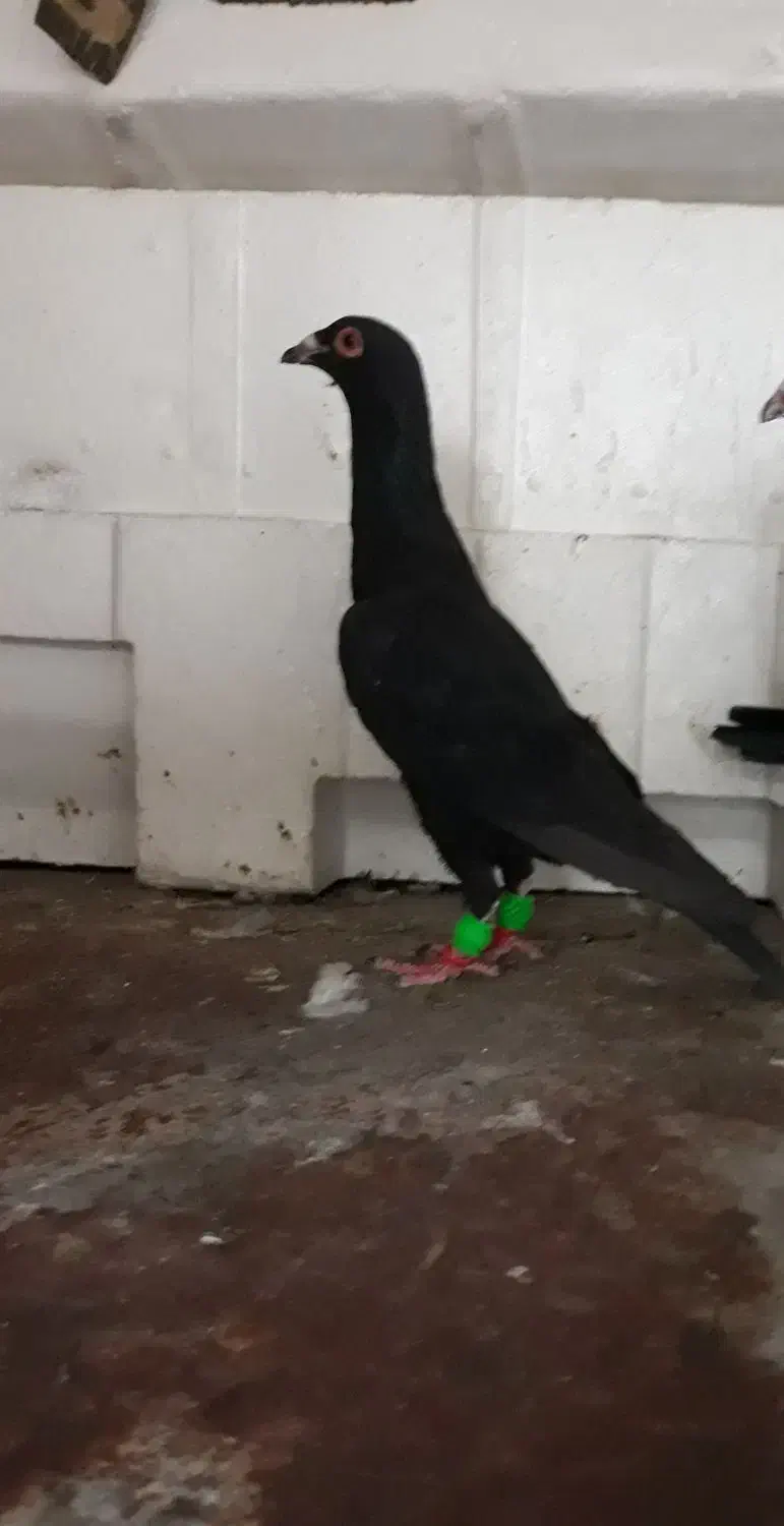 کبوتر زیل سیاها۱۵۰۰ بقیه ۶تا دونه ای ۳۰۰|پرنده|قزوین, |دیوار