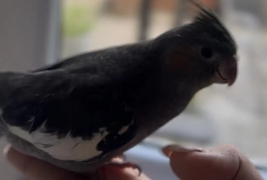 عروس هلندی گمشده رنگ طوسی|حیوانات|تهران, مینیسیتی (شهرک نفت)|دیوار