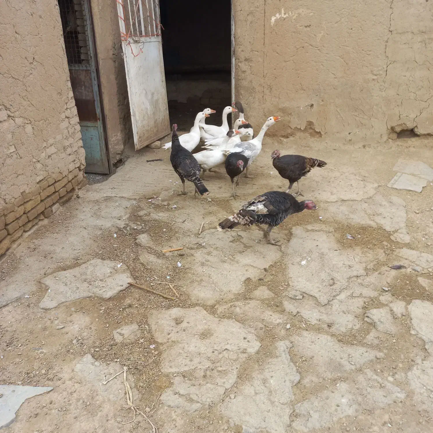 غاز و بوقلمون|حیوانات مزرعه|همدان, |دیوار