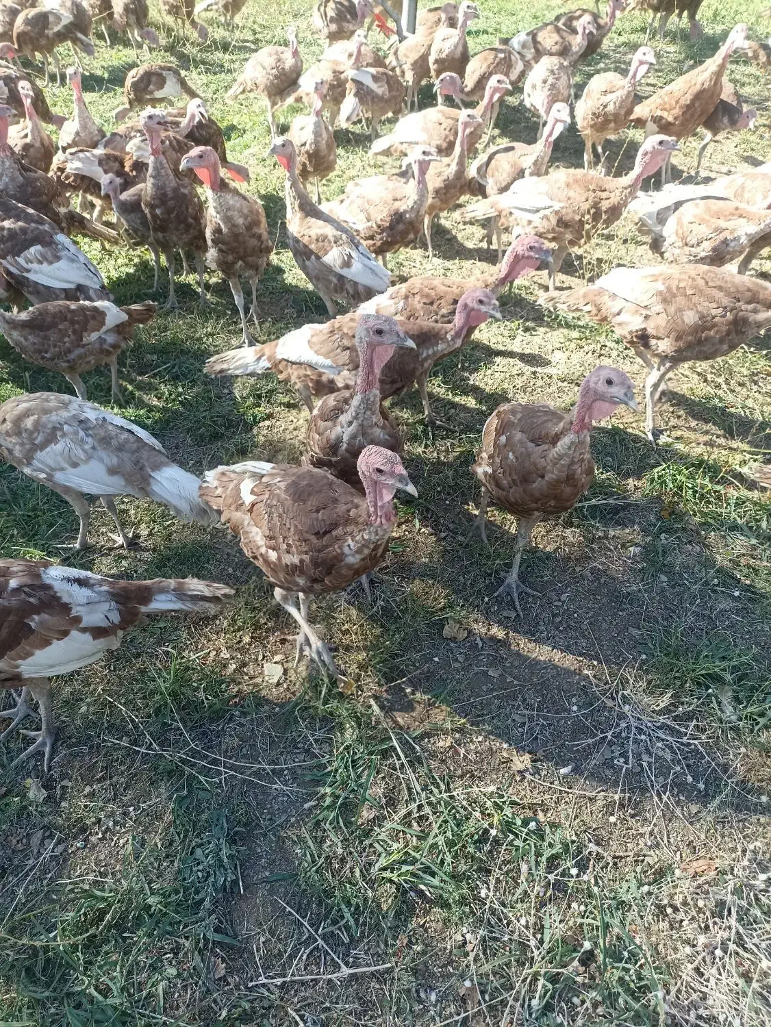 فروش قلی محلی|حیوانات مزرعه|بانه, |دیوار