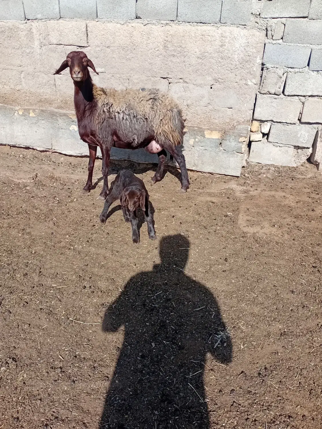 فروش میش با بره|حیوانات مزرعه|مهدی شهر, |دیوار