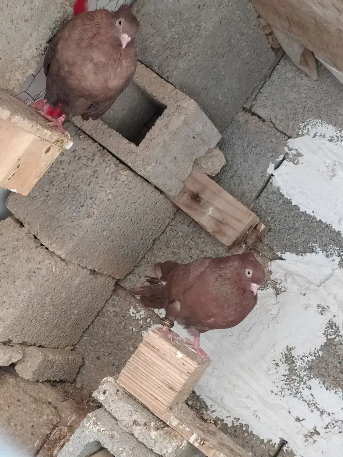 دوعدد شامی صرب|پرنده|بندر گناوه, |دیوار