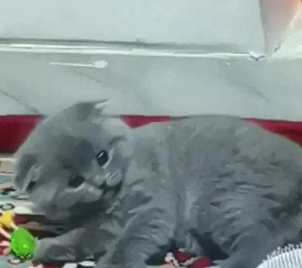 واگذاری گربه اسکاتیش|گربه|کرمان, |دیوار