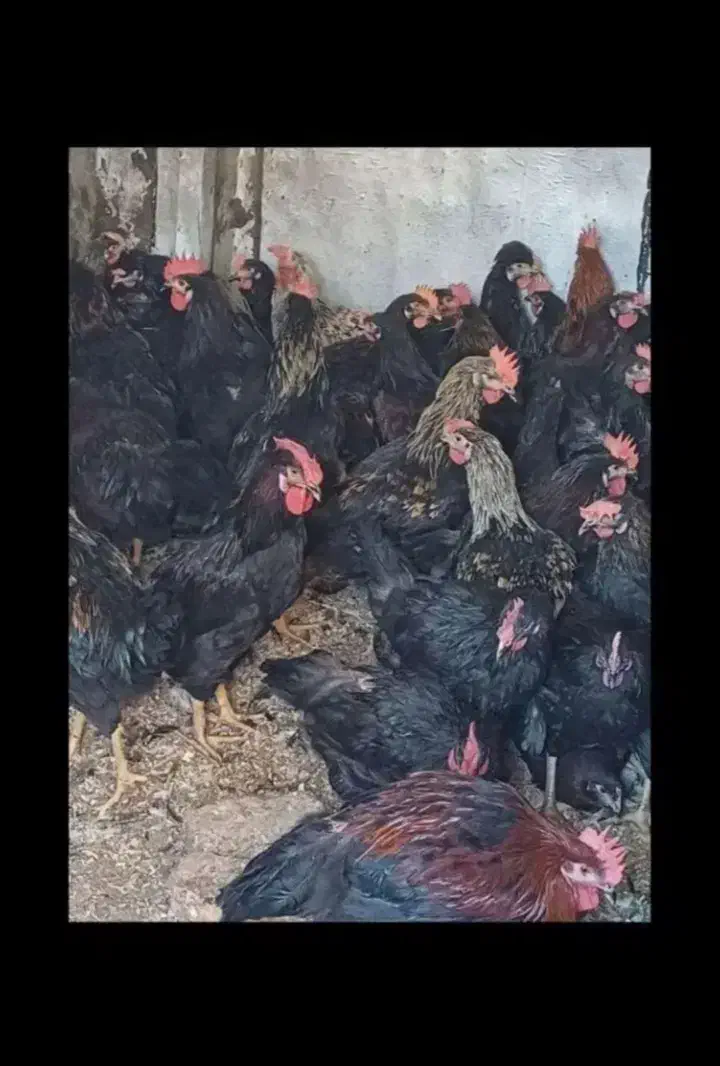 خروس ومرغ برای خرایت وچشم نظر تحویل درب منزل|حیوانات مزرعه|ساوه, |دیوار