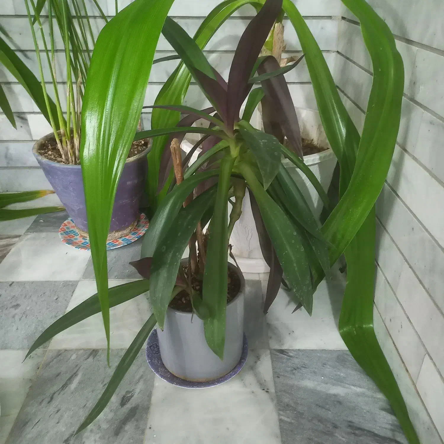 گلدانهای زیبا و تمیز|گل و گیاه طبیعی|فلاورجان, |دیوار