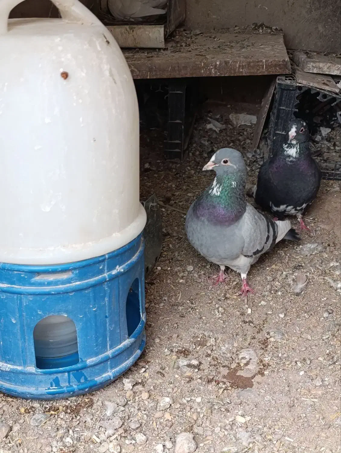 پلنگ|حیوانات|رفسنجان, |دیوار