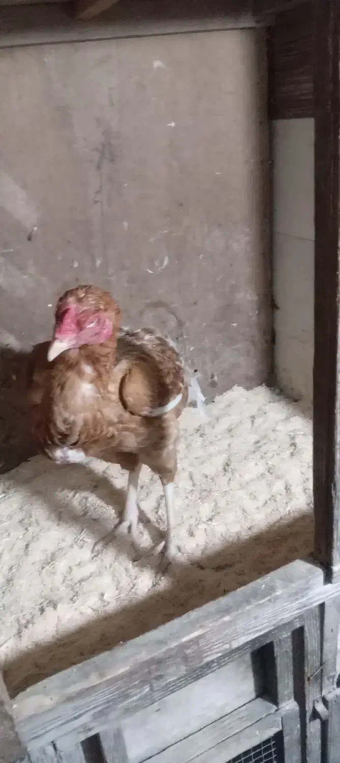 خروس لاری ومرغ لاری|حیوانات مزرعه|رشت, حومه رشت|دیوار