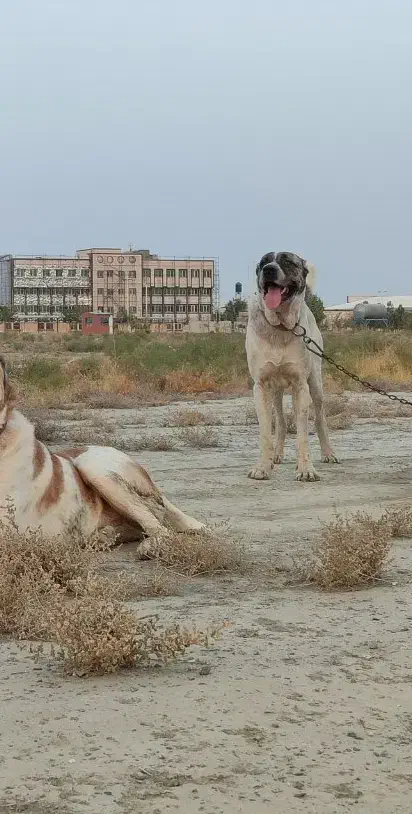 سگ گله خراسانی|سگ|مشهد, کلاته برفی|دیوار