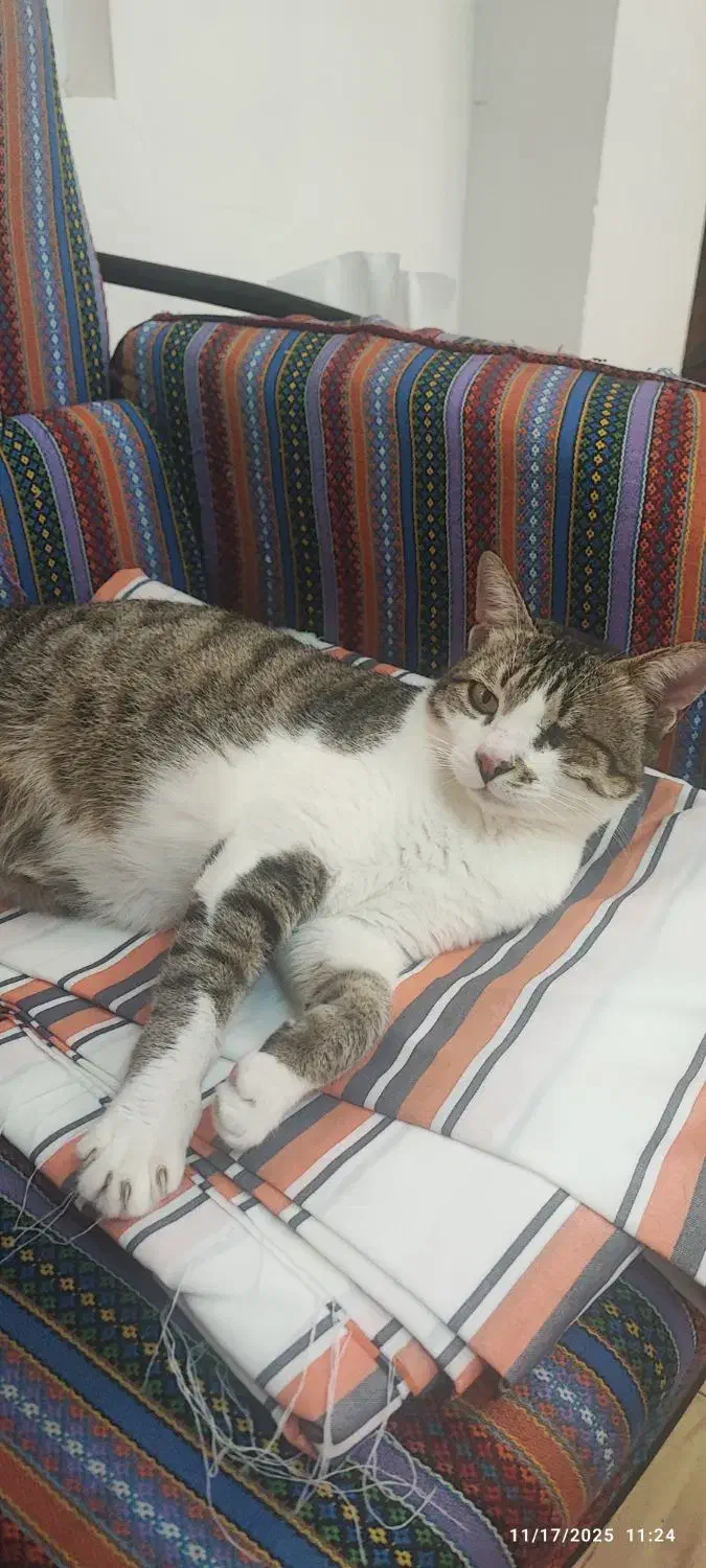 واگذاری گربه|گربه|سنگر, |دیوار