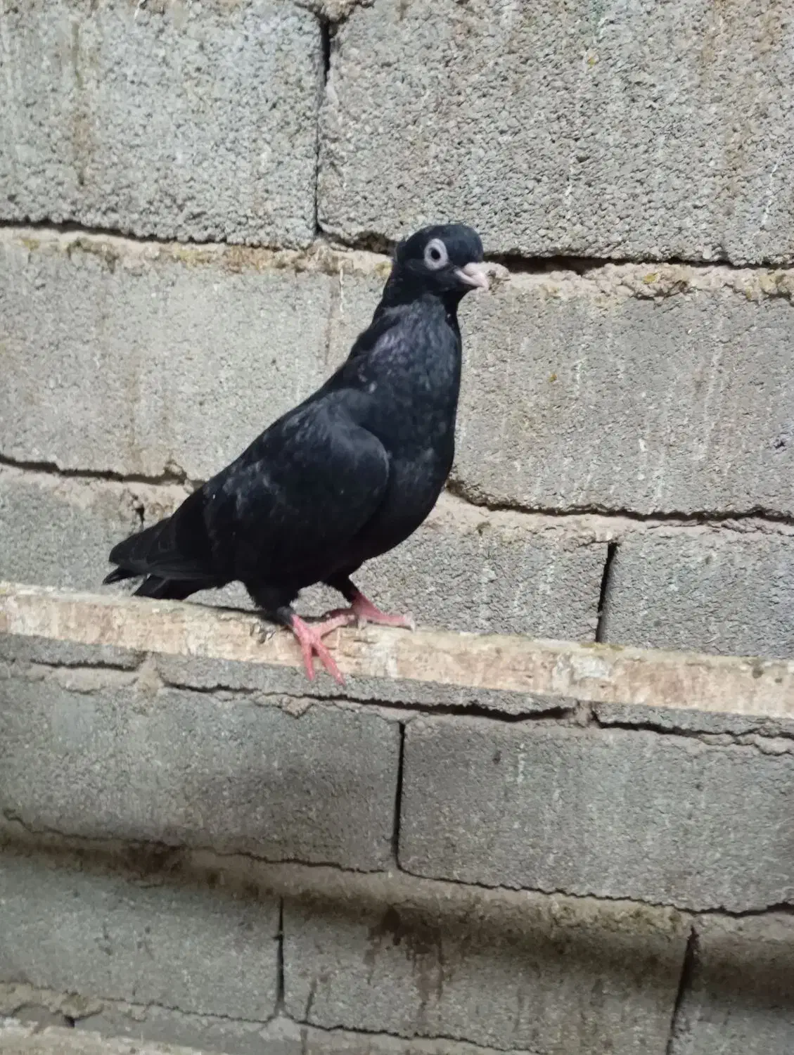 کبوتر کله ای وسیاه|پرنده|چمران, |دیوار