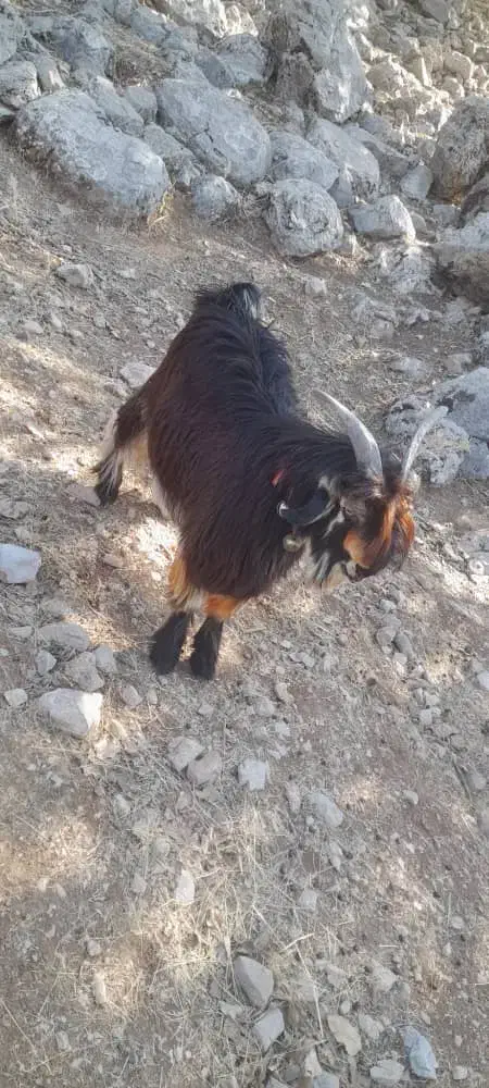 بیگ|حیوانات مزرعه|بازفت, |دیوار