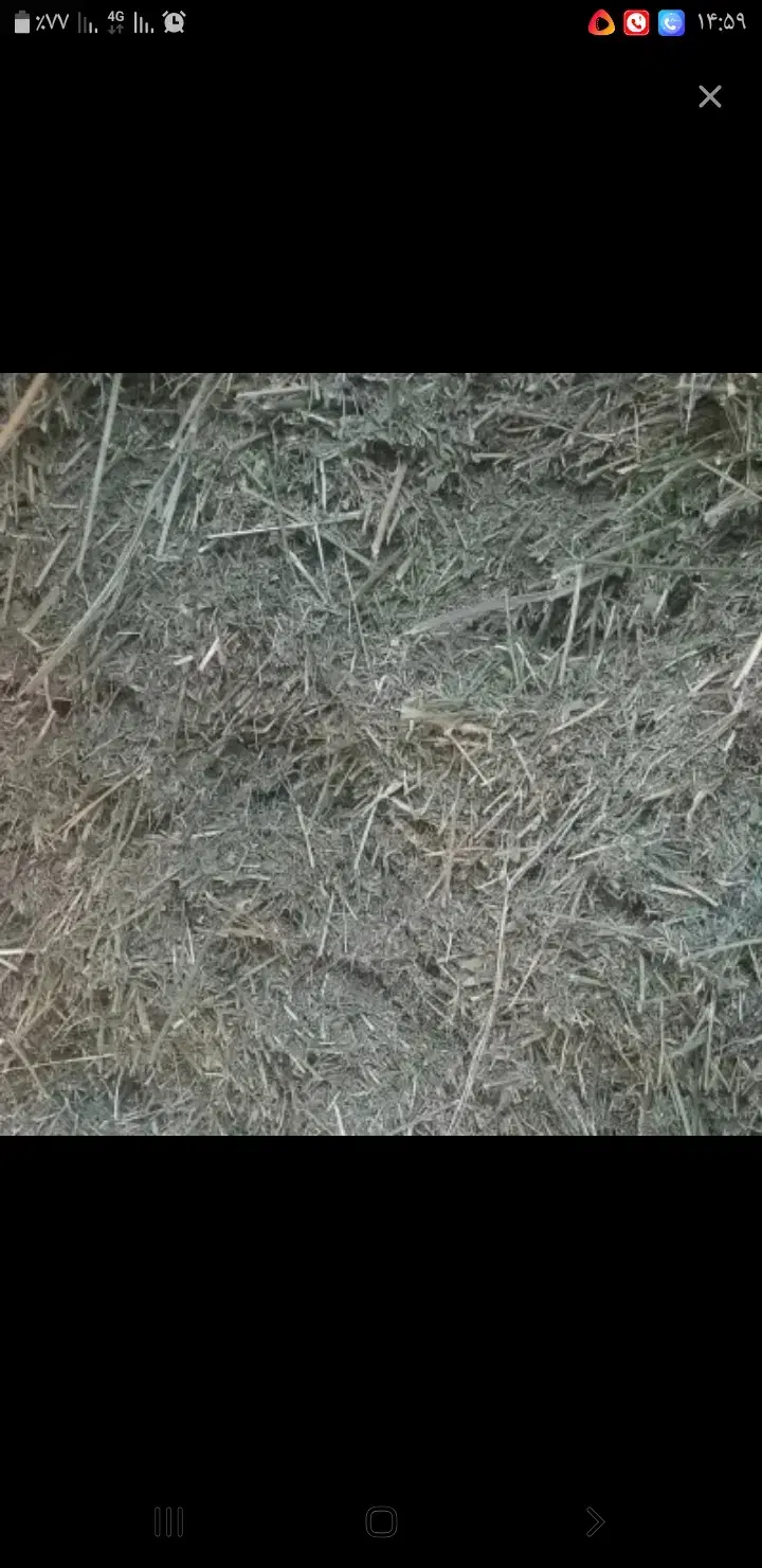 یونجه|عمده‌فروشی|سنقر, |دیوار