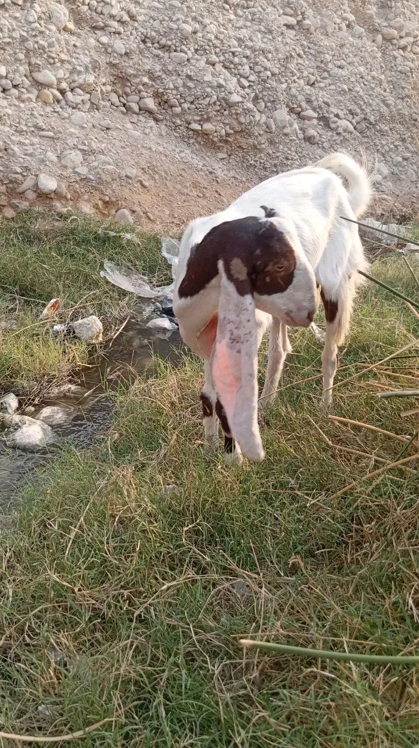 بز پاکستانی|حیوانات مزرعه|برازجان, |دیوار