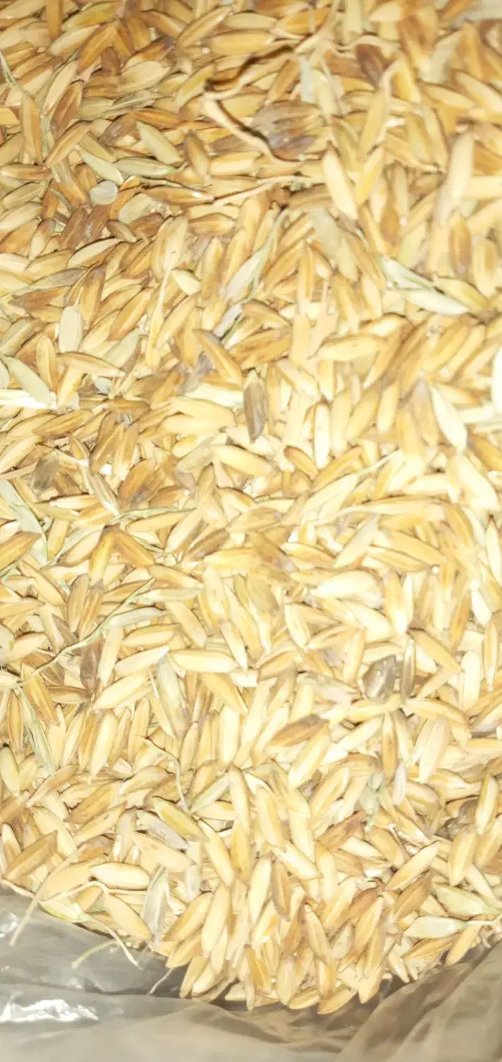 شلتوک خشک شده بذری|خوردنی و آشامیدنی|اهواز, اسماعیلیه|دیوار