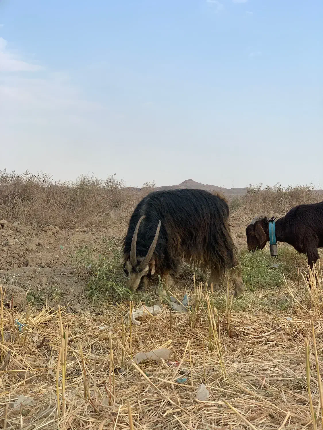 نربز برره  میش بز ۱۵ تومن|حیوانات مزرعه|کهریزک, |دیوار