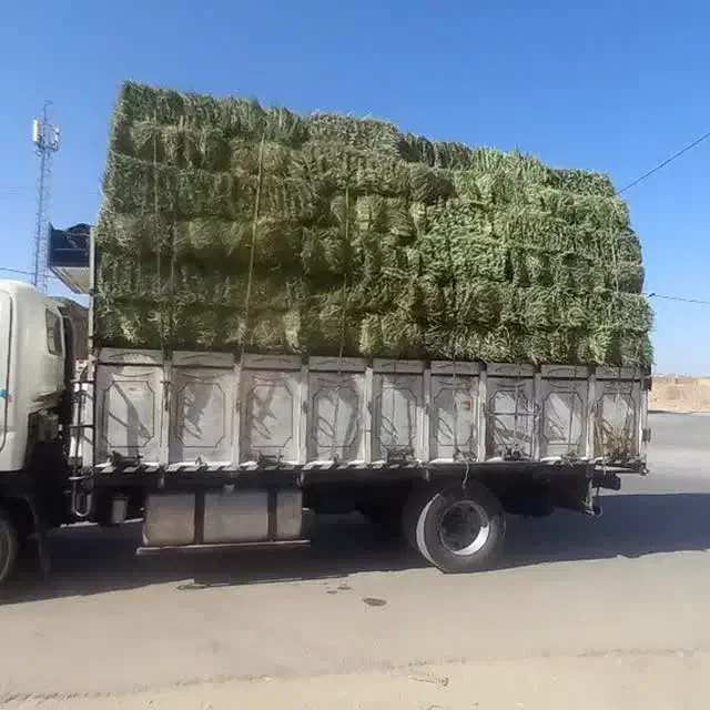 کاه گندم سفال گندم یونجه کاه نیشکرسرشاخه نیشکر|لوازم جانبی حیوانات|اصفهان, آبشار|دیوار