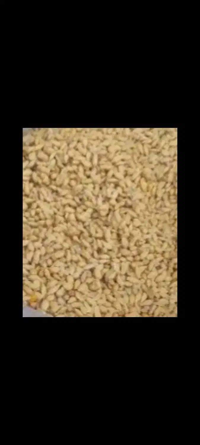 خرید دانه نارنج|خدمات باغبانی و درختکاری|لاهیجان, حاجی آباد|دیوار