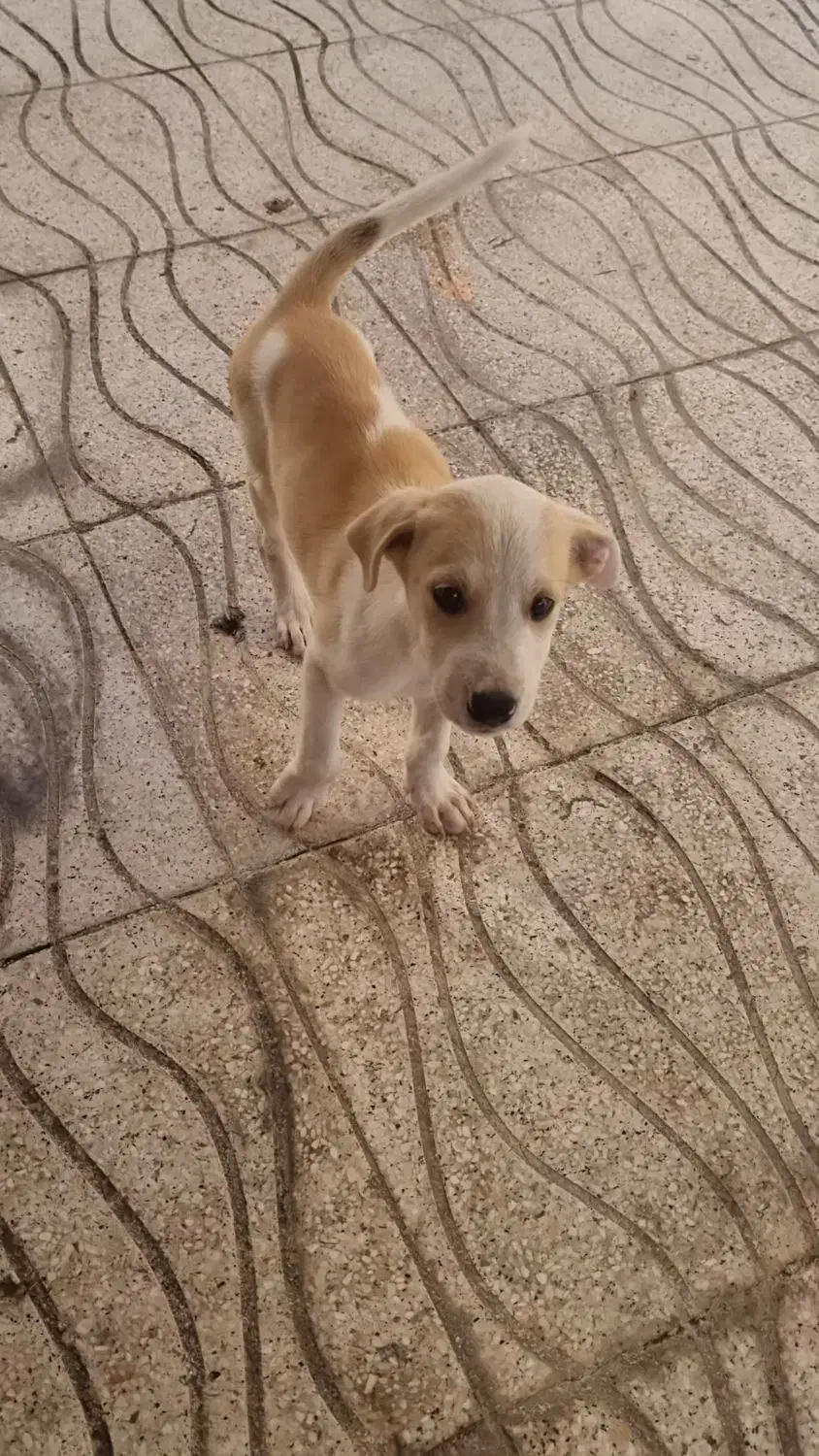 سگ پیتبول|سگ|گنبد کاووس, |دیوار