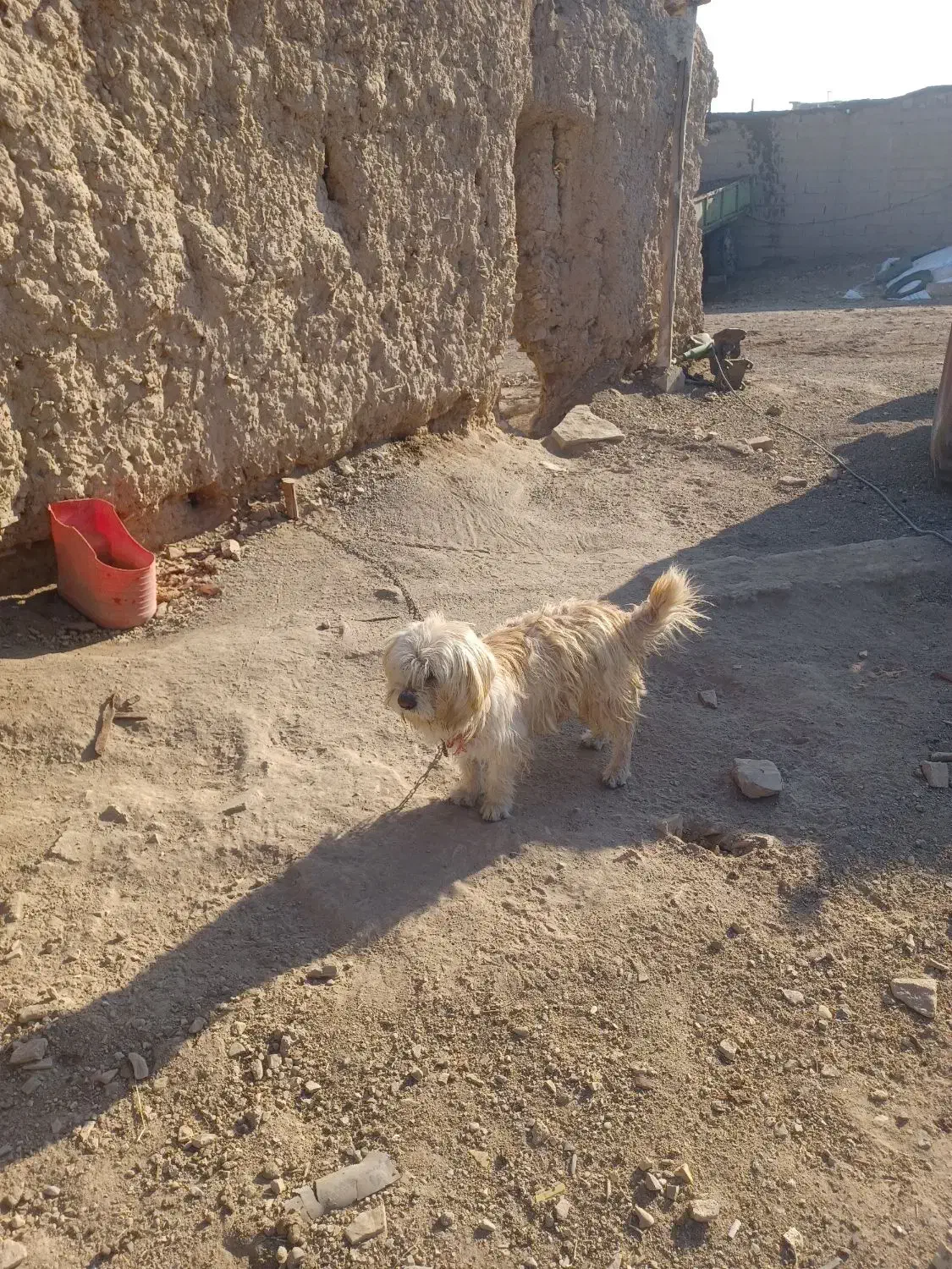 سگ پاکوتاه|سگ|لیلان, |دیوار