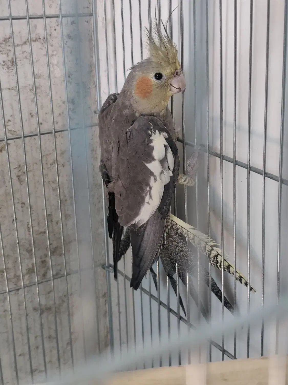 طوطی|پرنده|مسجد سلیمان, |دیوار