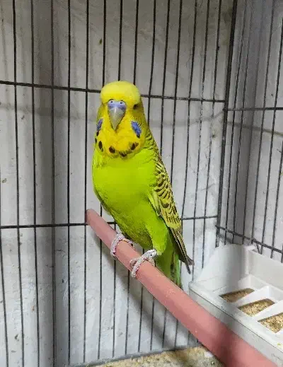 مرغ عشق انگلیسی مولد|پرنده|تهران, یافت آباد جنوبی|دیوار